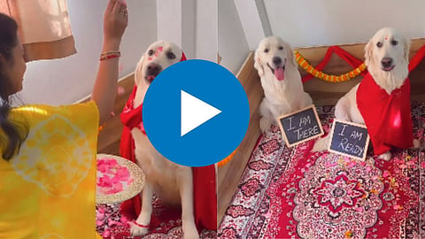 Animal Viral  Video: 