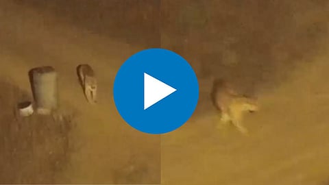 Leopard Viral Video