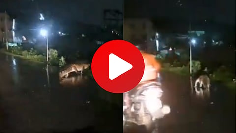 Crocodile On Road in Chennai