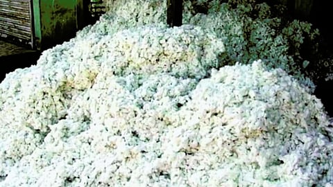 Cotton Theft