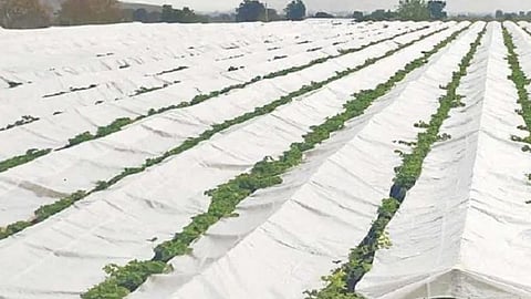 Grapes Farming