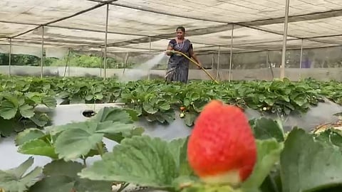 seema jadhav grows organic strawberry in her farm