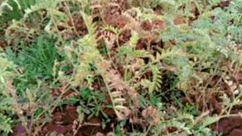 Agriculture News