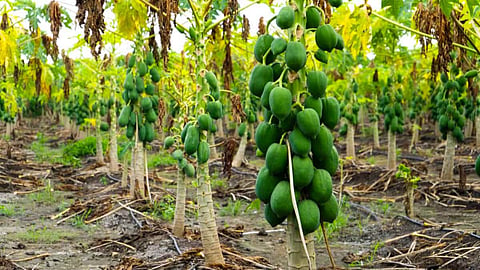 Dhananjay Munde On Fruit Crop Insurance