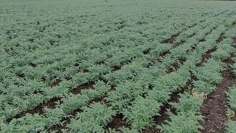 Rabi Crop