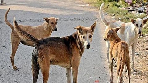 Dog Attack on Child