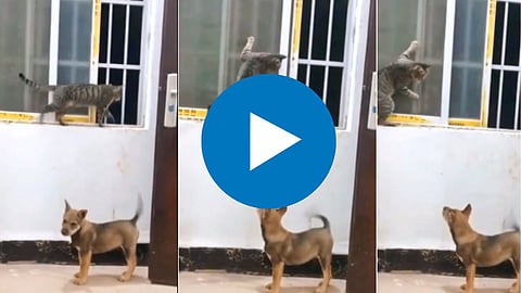 Animal Funny Video: 