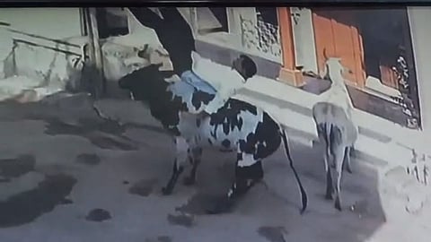 taloda citizen injured after cow hits him