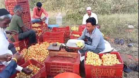farmer earns lakhs of rupees by cultivating kashmiri apple ber