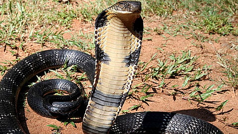 Snake Video