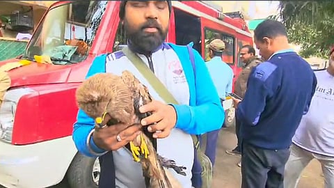 bird lovers rescued eagle from nylon manja in nashik