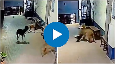 Leopard Hunts Dog