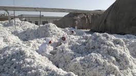 Cotton 