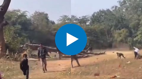 Animal Viral Video
