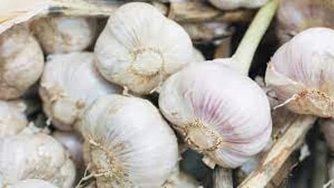 Garlic Price