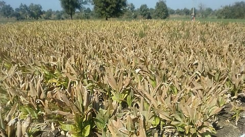 Turmeric Crop