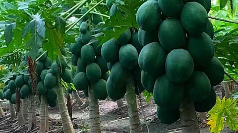 Papaya Price