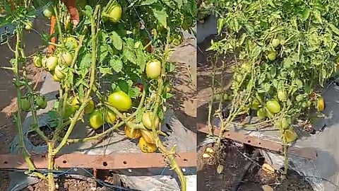 Baramati Agro Exhibition