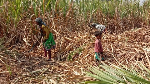 Sugarcane Workers