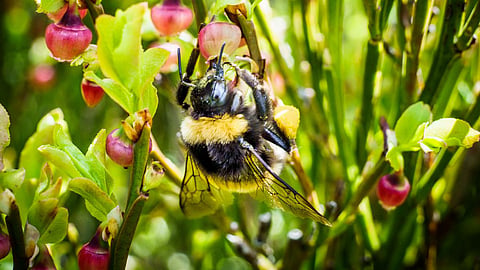 Bees Benefits To Farmers