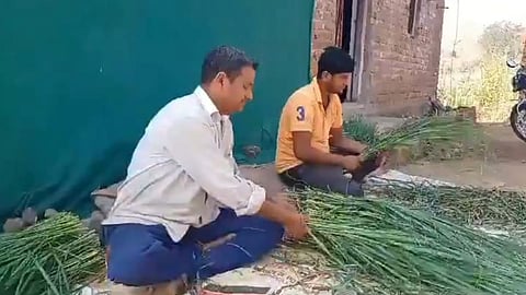 biur farmers grow gavati chaha and earns lakh rupees