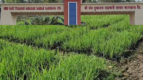 Sugarcane Crop