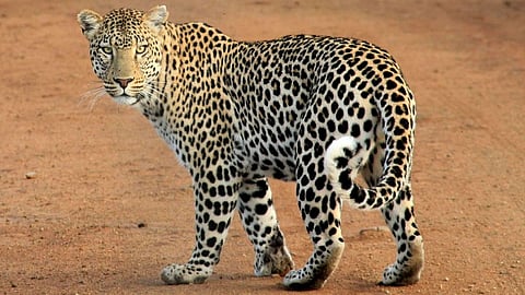 Leopard 