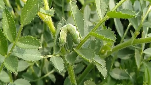 Rabi Crops