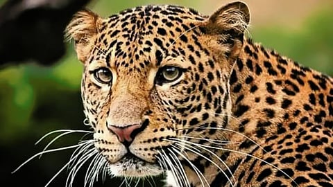 Leopard Death