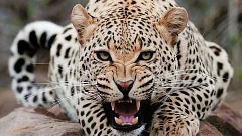 Leopard Attack