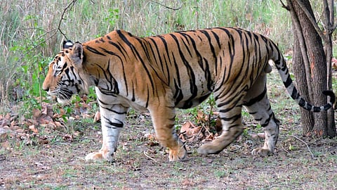Tiger Yawal Forest Aria