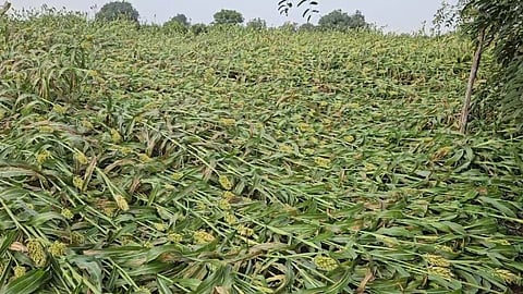 unseasonal rain hits jowar wheat crops