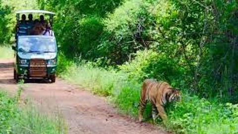 Tadoba National Park