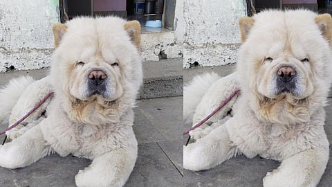 Pet  Clinic Staff Beaten To Dog