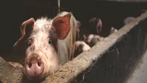 Swine Flu