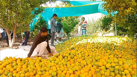 orange price dropped in washim