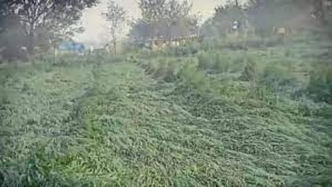 Crop Damage