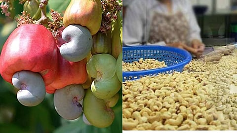 Cashew nuts 