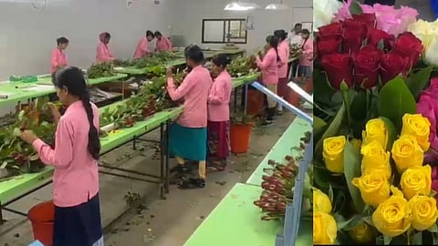 boost in maval rose production farmers to encash prior to valentines day 2024