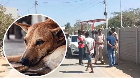 Stray Dogs Shot