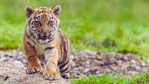  Tigers Calf