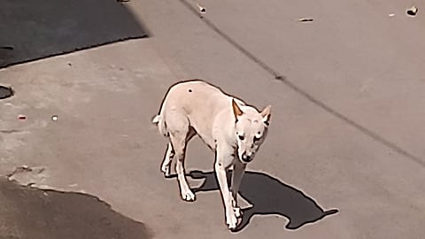 Dog Attack 