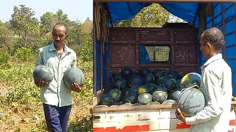 farmer shashikant naik from kudal sindhudurg earns 8 lakhs from watermelon farming 