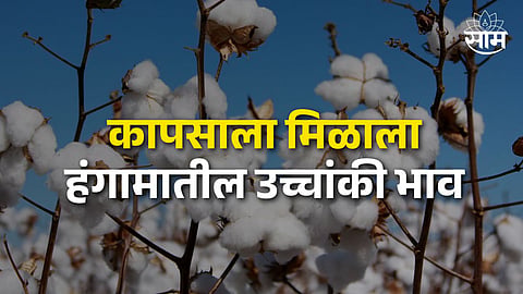 Cotton Price in Maharashtra
