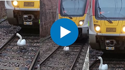 Viral Video