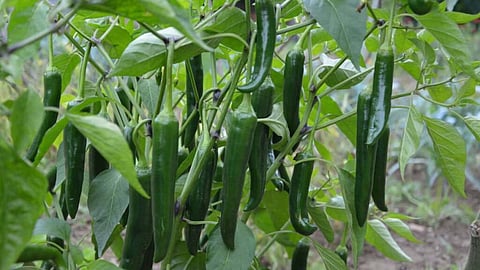 biloli farmer earns one lakh with chilli farming near nanded  