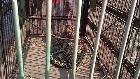 leopard trapped in loni and junnar 