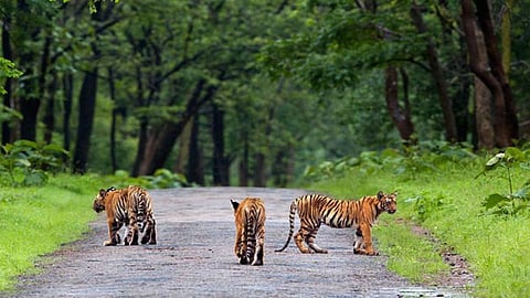 Tadoba Tiger Reserve Forest 