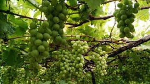 Grapes Growers