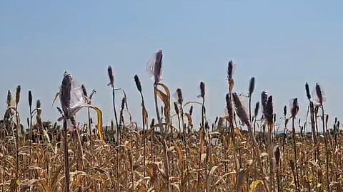 Jowar Crop